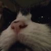 desythecat